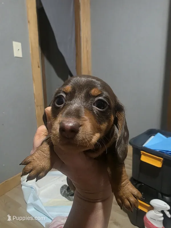 Pearl – Miniature Dachshund puppy for sale in Prim, AR