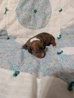 Diamond, a female Miniature Dachshund for sale in Prim, AR – 5 of 9