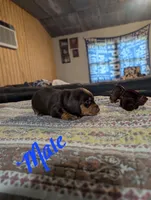 Hugo, a male Miniature Dachshund for sale in Prim, AR – 2 of 3