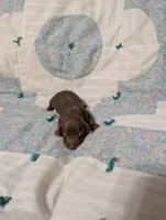 Ace, a male Miniature Dachshund for sale in Prim, AR – 6 of 9