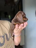 Fiona, a female Miniature Dachshund for sale in Prim, AR – 2 of 3