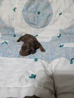 Ace, a male Miniature Dachshund for sale in Prim, AR – 2 of 9