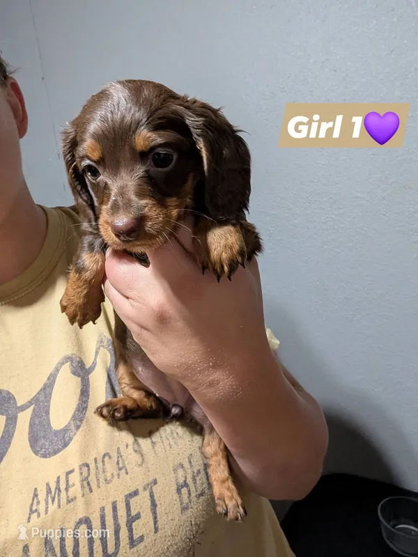 Milly – Miniature Dachshund puppy for sale in Prim, AR