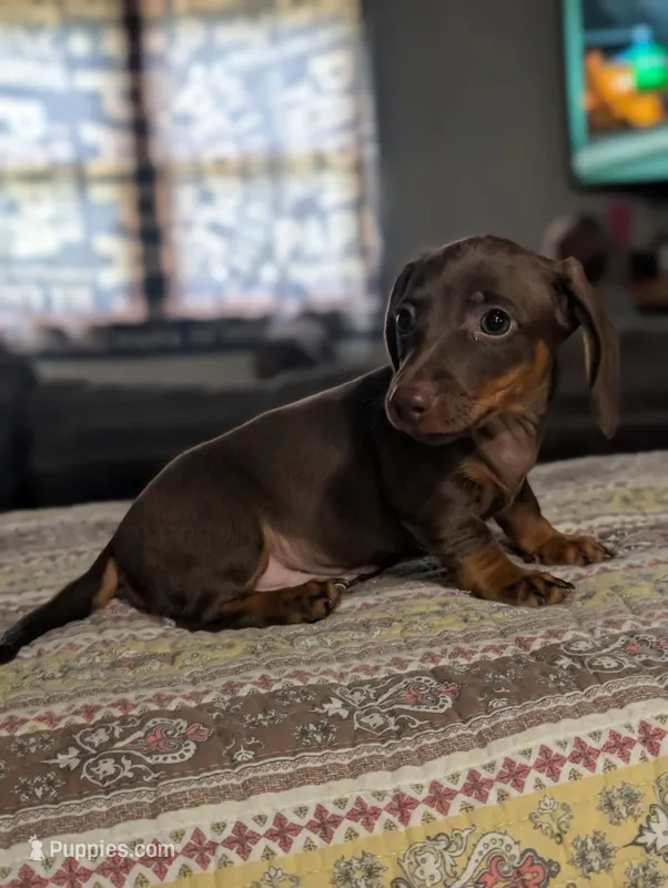 Billy – Miniature Dachshund puppy for sale in Prim, AR