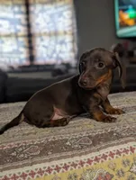 Billy, a male Miniature Dachshund for sale in Prim, AR – 1 of 4