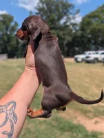 Pearl, a female Miniature Dachshund for sale in Prim, AR – 4 of 7