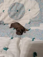 Spade, a female Miniature Dachshund for sale in Prim, AR – 1 of 8