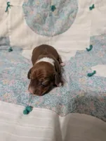 Diamond, a female Miniature Dachshund for sale in Prim, AR – 7 of 9