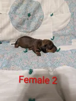 Spade, a female Miniature Dachshund for sale in Prim, AR – 7 of 8