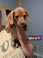 Tilly, a female Miniature Dachshund for sale in Prim, AR – 2 of 2