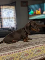 Billy, a male Miniature Dachshund for sale in Prim, AR – 2 of 4