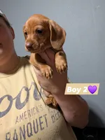 Willie, a male Miniature Dachshund for sale in Prim, AR – 2 of 3
