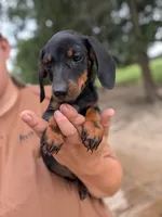 Waylon, a male Miniature Dachshund for sale in Prim, AR – 3 of 6