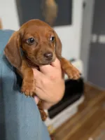 Dip, a female Miniature Dachshund for sale in Prim, AR – 3 of 3