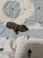 Ace, a male Miniature Dachshund for sale in Prim, AR – 9 of 9