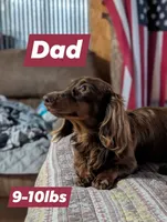 Pearl, a female Miniature Dachshund for sale in Prim, AR – 2 of 3