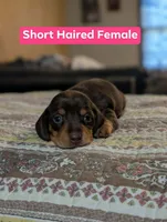 Petunia, a female Miniature Dachshund for sale in Prim, AR – 2 of 4