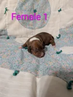 Diamond, a female Miniature Dachshund for sale in Prim, AR – 2 of 9