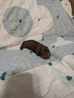 Ace, a male Miniature Dachshund for sale in Prim, AR – 8 of 9