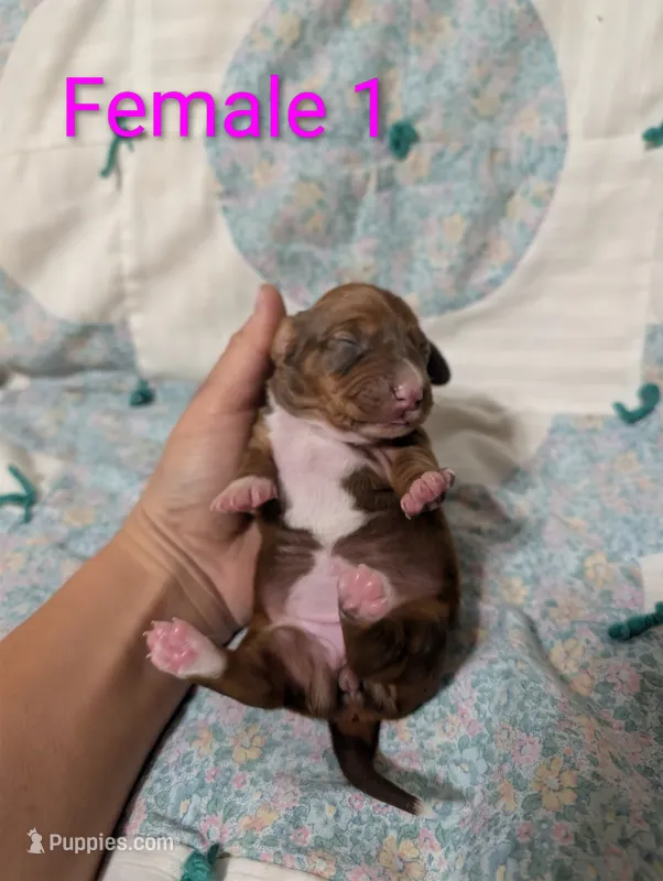 Diamond – Miniature Dachshund puppy on hold in Prim, AR