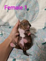 Diamond, a female Miniature Dachshund for sale in Prim, AR – 1 of 9