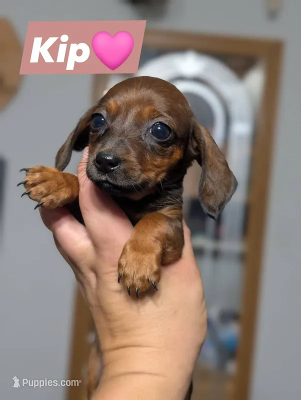 Kip – Miniature Dachshund puppy for sale in Prim, AR
