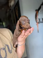 Fiona, a female Miniature Dachshund for sale in Prim, AR – 3 of 3