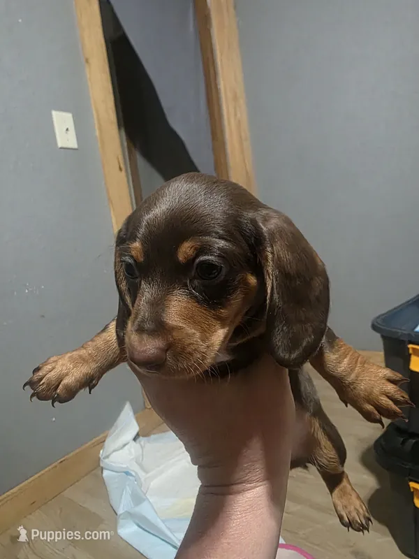 Hugo – Miniature Dachshund puppy for sale in Prim, AR