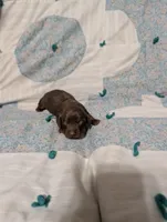 Ace, a male Miniature Dachshund for sale in Prim, AR – 4 of 9