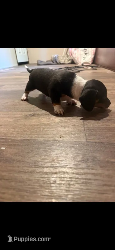 Monkey – Chiweenie puppy for sale in Prim, AR