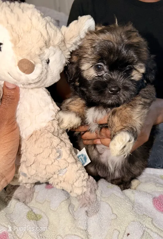 Mocha – Maltipoo puppy for sale in Sacramento, CA