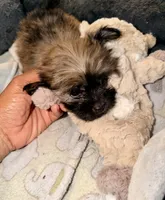 Brownie, a female Maltipoo for sale in Sacramento, CA – 2 of 3
