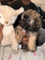 Mocha, a female Maltipoo for sale in Sacramento, CA – 2 of 4