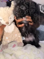 Ferrero , a male Maltipoo for sale in Sacramento, CA – 3 of 4