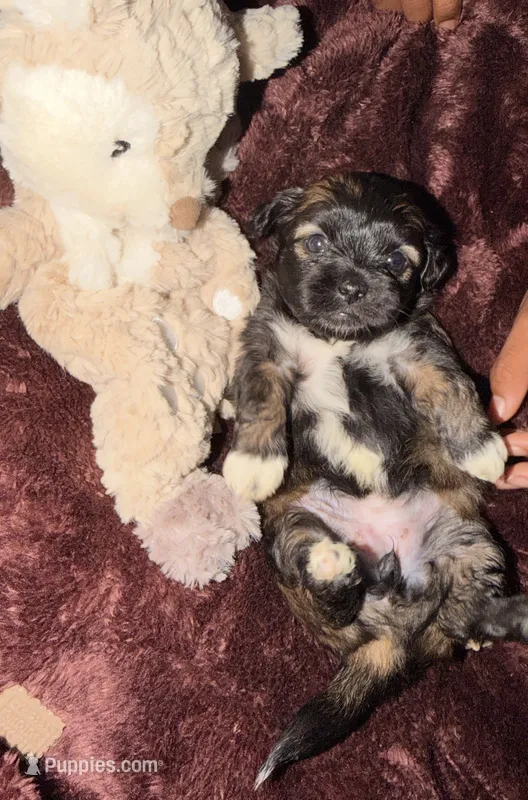 Truffle – Maltipoo puppy for sale in Sacramento, CA