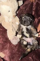 Truffle, a female Maltipoo for sale in Sacramento, CA – 1 of 3