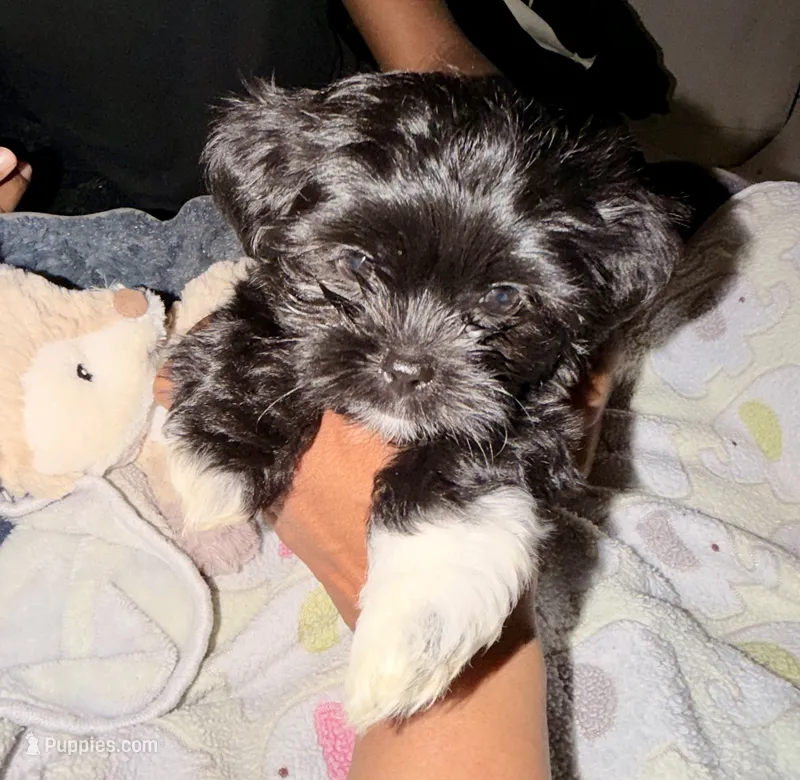 Oreo – Maltipoo puppy for sale in Sacramento, CA