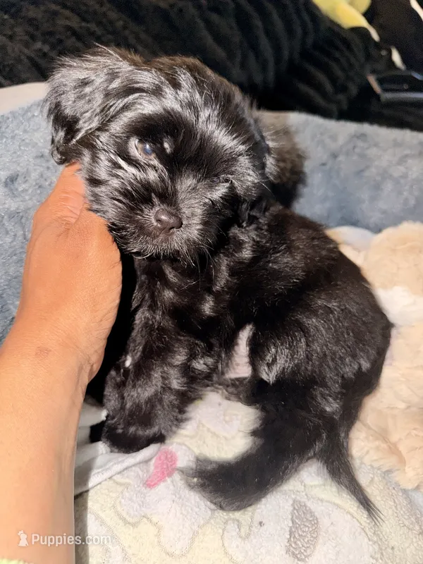 Hershey – Maltipoo puppy for sale in Sacramento, CA