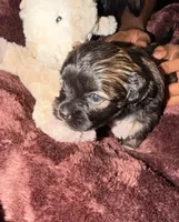 Truffle, a female Maltipoo for sale in Sacramento, CA – 3 of 3
