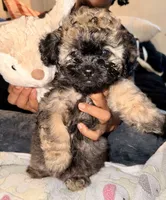 Mocha, a female Maltipoo for sale in Sacramento, CA – 4 of 4
