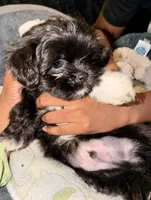 Oreo, a male Maltipoo for sale in Sacramento, CA – 4 of 4