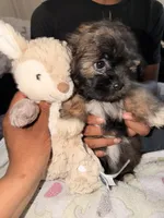 Mocha, a female Maltipoo for sale in Sacramento, CA – 4 of 5