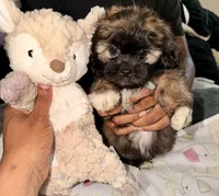 Mocha, a female Maltipoo for sale in Sacramento, CA – 3 of 5