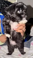 Oreo, a male Maltipoo for sale in Sacramento, CA – 2 of 4
