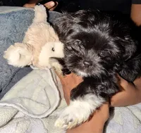 Oreo, a male Maltipoo for sale in Sacramento, CA – 3 of 4