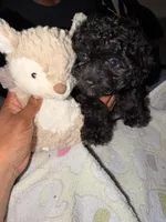 Ferrero , a male Maltipoo for sale in Sacramento, CA – 2 of 4