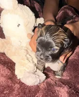 Truffle, a female Maltipoo for sale in Sacramento, CA – 2 of 3