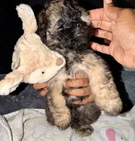 Mocha, a female Maltipoo for sale in Sacramento, CA – 3 of 4