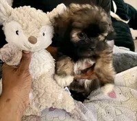 Mocha, a female Maltipoo for sale in Sacramento, CA – 2 of 5