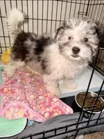 Sprinkle, a female Maltipoo for sale in Sacramento, CA – Photo 2 of 6